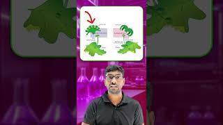 CBSE Class 11 Biology  Plant Kingdom  Bryophyte Liverworts Life Cycle  OneMinute Video [upl. by Sommer168]