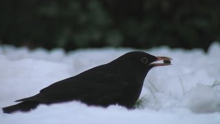 Vögel und ihre Stimmen  Amsel [upl. by Nyla]