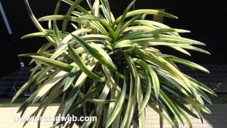 OrchidWeb  Learn about Neofinetia falcata [upl. by Lourie]