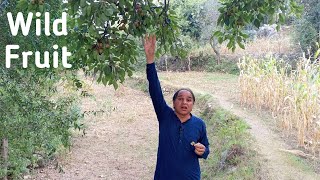 Unique Wild Fruit with Surprising Health Benefits  Shakar Para Pear [upl. by Naga68]