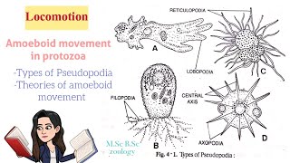 LocomotionAmoeboid movement in protozoaTypes of Pseudopodia Theories of Amoeboid movt MSc BSc [upl. by Danila]