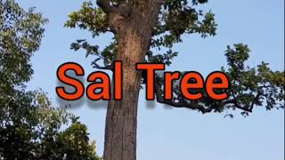 Sal Tree [upl. by Llehsam287]