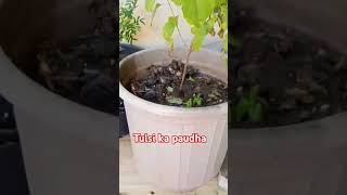 Tulsi ka paudha youtube short [upl. by Gayler]