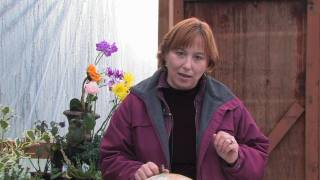 Gardening Tips amp Flowers  How to Grow Common Aubrieta Aubrieta Deltoidea [upl. by Nref]