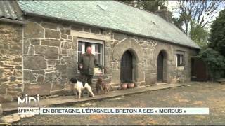 LE FEUILLETON  En Bretagne lépagneul breton a ses quotmordusquot [upl. by Chinua]