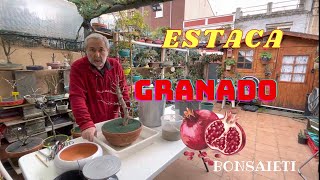 📌 Trasplante GRANADO Estaca [upl. by Atnoled]