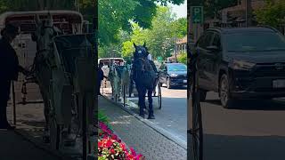 Horse and carriage in Canada [upl. by Ayik]