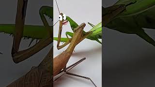 Mantis vs Mantis Epic Battle mantis [upl. by Samala]