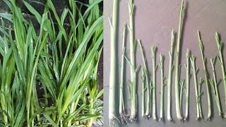 Super Napier Grass Planting  How To Grow Napier Grass [upl. by Ihcelek]