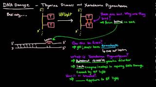 DNA Damage  Thymine Dimers and Xeroderma Pigmentosum [upl. by Wylma444]