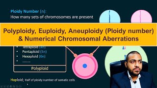 Polyploidy Euploidy Aneuploidy Ploidy number amp Numerical Chromosomal Aberrations [upl. by Airtap]