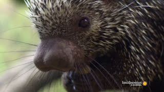 ​Can a Porcupine Shoot Its Quills [upl. by Eliseo]