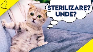 Sterilizare Pisici  Tot Ce Trebuie Sa Stii [upl. by Forsta127]