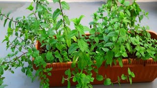 Secret Method for SoilFree Mint Growth  Telugu  Hydroponics Guide [upl. by Aneehsat656]