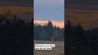 Whitetail Does amp Fawns  During an Alberta Migratory amp Upland Bird Hunt shorts hunting deer [upl. by Setiram27]