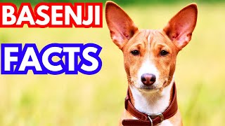 Basenji  Top 10 Facts [upl. by Albemarle]