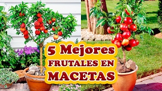 Los 5 Mejores Árboles Frutales para Cultivar en Macetas [upl. by Palma]