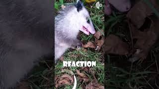 How Playing Dead Helps Opossums Survive 🍂🐾 animals [upl. by Lilaj]