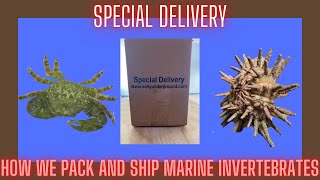 How We Pack and Ship Our Marine Invertebrates  Emerald Crab amp Pencil Urchin  Salty Underground [upl. by Orme]