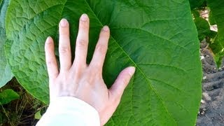 Biggest Catalpa Leaves Ever Palomar Mountain California [upl. by Archibold]