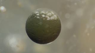 Cellular Development Aborted time lapse [upl. by Inalej]