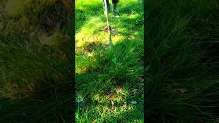 Cutting Weed in the garden day24 satisfying automobile lawn [upl. by Teraj770]