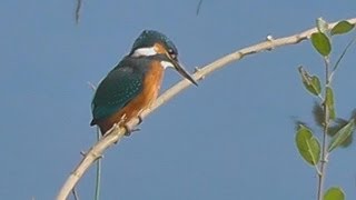 Autumn Wildlife  England [upl. by Alilak]