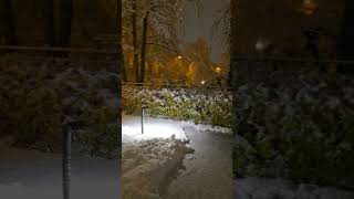 Schnee im Basel Schweiz First Snowfall in Switzerland Snowfall Schnee basel [upl. by Naujad]