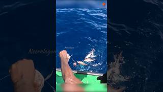 Fishing for an Abundance of Rosy Snapper in the Deep Sea fishing fishingvideo oceanfishing [upl. by Mitchael]