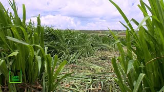 The King of Napier Grass variety  Super Napier Grass Dairy farms  part 1 [upl. by Couq]