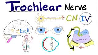 Trochlear Nerve  4th Cranial Nerve CN IV Superior Oblique Cavernous Sinus Syndrome  Neuro [upl. by Feledy]