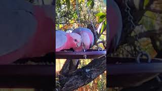 3 Galahs eating birdslover birdfeeder wildbirds birdwatch birdvoiice lorikeet pigeon galah [upl. by Skippy190]