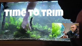 Trim aquarium plant Limnophila sessiliflora and clean this scape part 2 [upl. by Annahavas368]