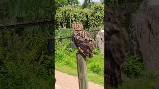 Vogelpark Avifauna Alphen aan den Rijn [upl. by Alysoun]