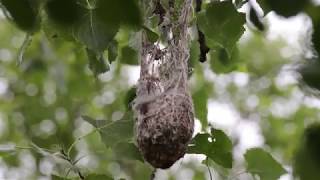 Baltimore oriole nest [upl. by Bunce456]