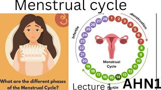 Menstrual cycle Chapter4 lecture2 AHN1 BSN 3rd semester kmu slides in pashto Reproductive system [upl. by Nae]