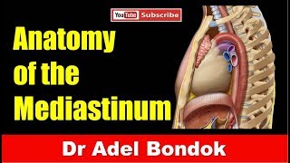 Mediastinum Dr Adel Bondok [upl. by Ahsilahs299]