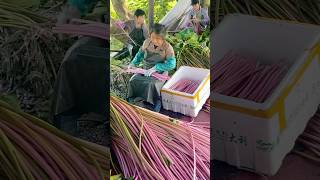 Water LILY Harvest Time Brings Beauty shorts satisfyingvideo [upl. by Ardnauqal]