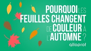 Pourquoi les feuilles changent de couleur à lautomne  sciences  Alloprof [upl. by Grantham140]