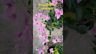 Collection of different varieties bougainvilleas Please subscribe 🙏 my channel for more videos 🙏 [upl. by Millie945]