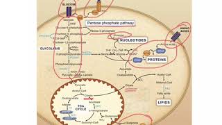 Metabolic reprogramming in cancer [upl. by Gapin]