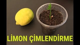 Limon Çekirdeği Çimlendirme [upl. by Eibot]