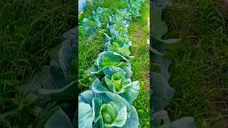 Vegetable garden reviewthuykss  suburb farming garden [upl. by Mareld673]