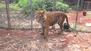 Tiger Temple Official  Songkran Thai New Year [upl. by Olivie]