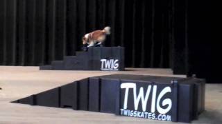 TWIG SKATES  iMovie trailer  Skateboarding Dog [upl. by Budworth]