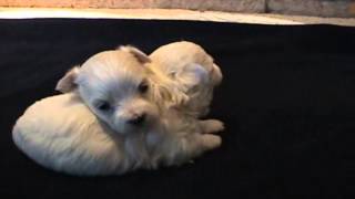 Cuccioli Cane Maltese 4 Settimane  Video Animali [upl. by Eelyam244]