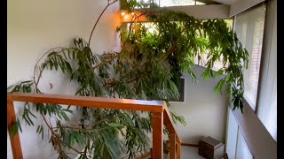 Giant Indoor Fig How to grow a tree indoors [upl. by Tayib]