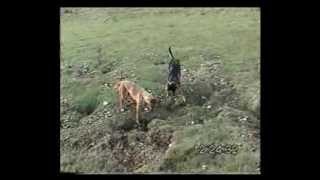 Lurcher training field craft from 12 months on part 2 [upl. by Yesllek479]