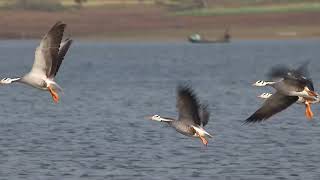 Barheaded gooseflying shortvideo viralvideo wildlifephotography [upl. by Harod]