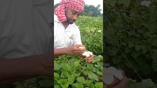 Boosting Spiny Gourd KakrolTeasel Gourd Growth with Hand Pollination 🌿💚shorts [upl. by River]